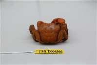 藏品(中型東方蟹)的圖片